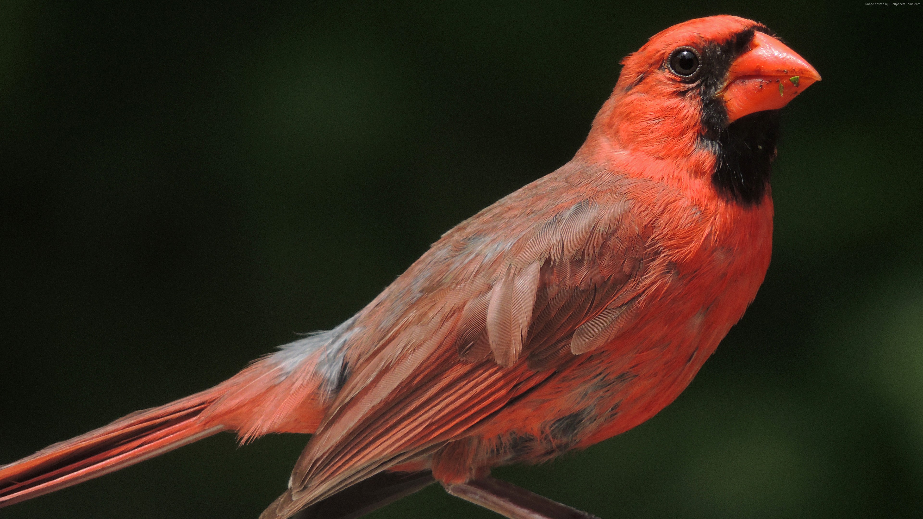 Previous Wallpaper - Bird With Black And Red Feathers , HD Wallpaper & Backgrounds