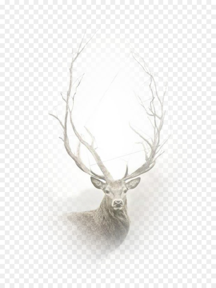 Desktop Wallpaper, Deer, Video, Antler Png - Stag , HD Wallpaper & Backgrounds