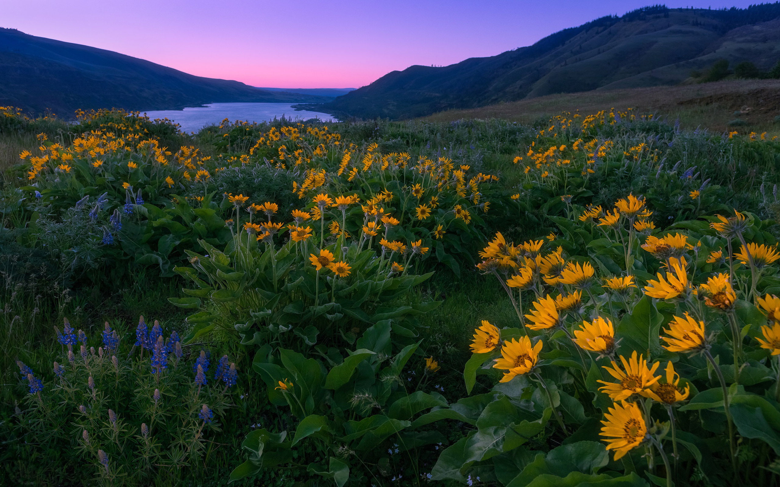 Columbia River And North America Sunset Spring Yellow - Columbia River Gorge National Scenic Area , HD Wallpaper & Backgrounds