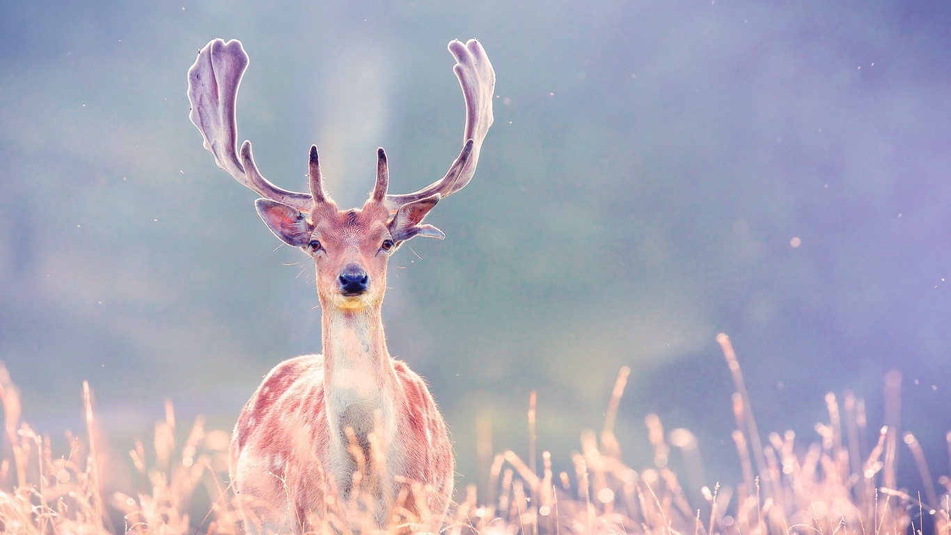 Wallpaper Deer, Antlers, Grass, Walk, Blurring - Deer Best Hd , HD Wallpaper & Backgrounds