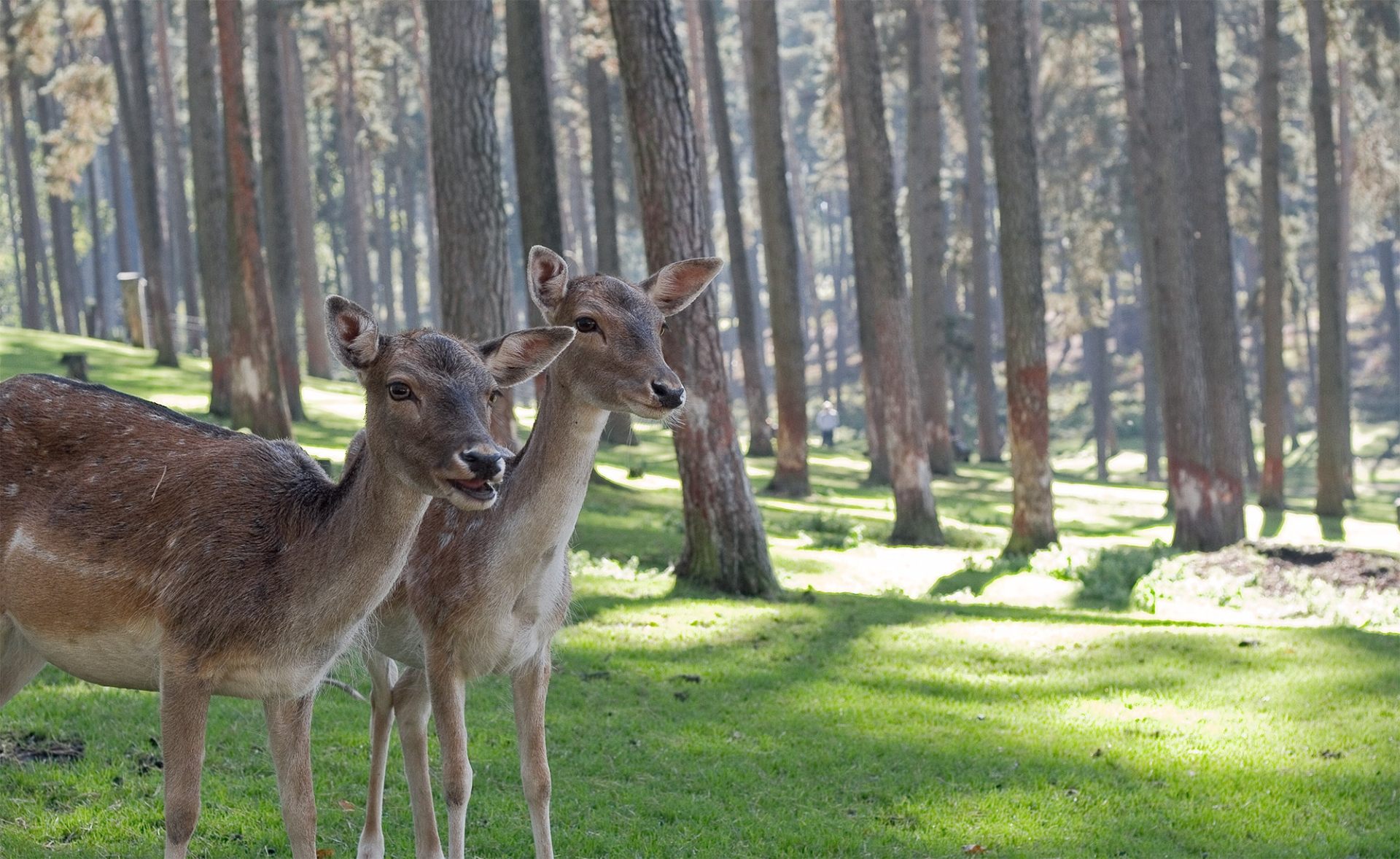 Animals, Antler, Deers - Forest Picture With Animals , HD Wallpaper & Backgrounds