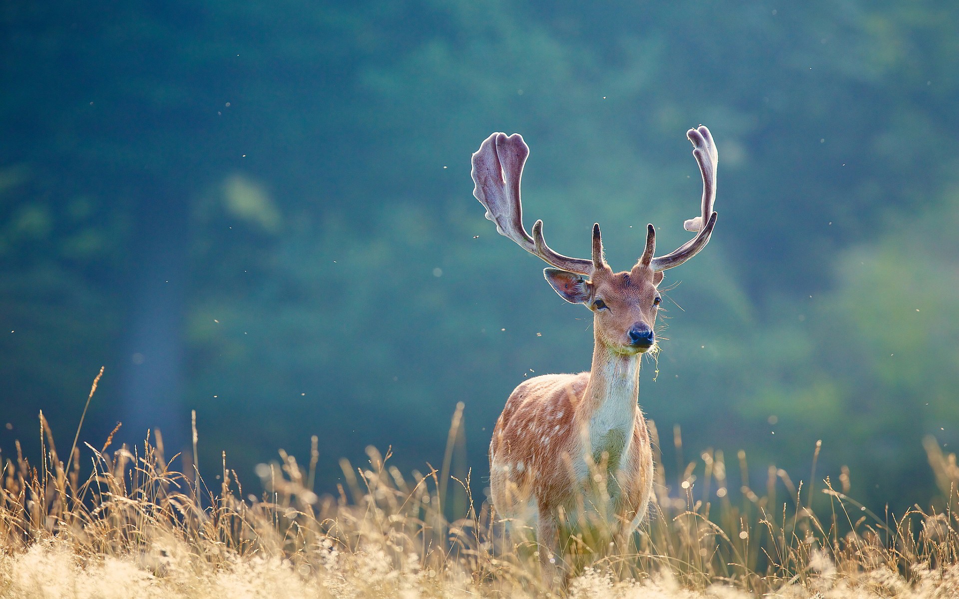 Deer Antlers , HD Wallpaper & Backgrounds