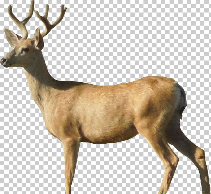 White-tailed Deer Png, Clipart, Animals, Antler, Deer, - Four Leaf Clover Clip Art , HD Wallpaper & Backgrounds