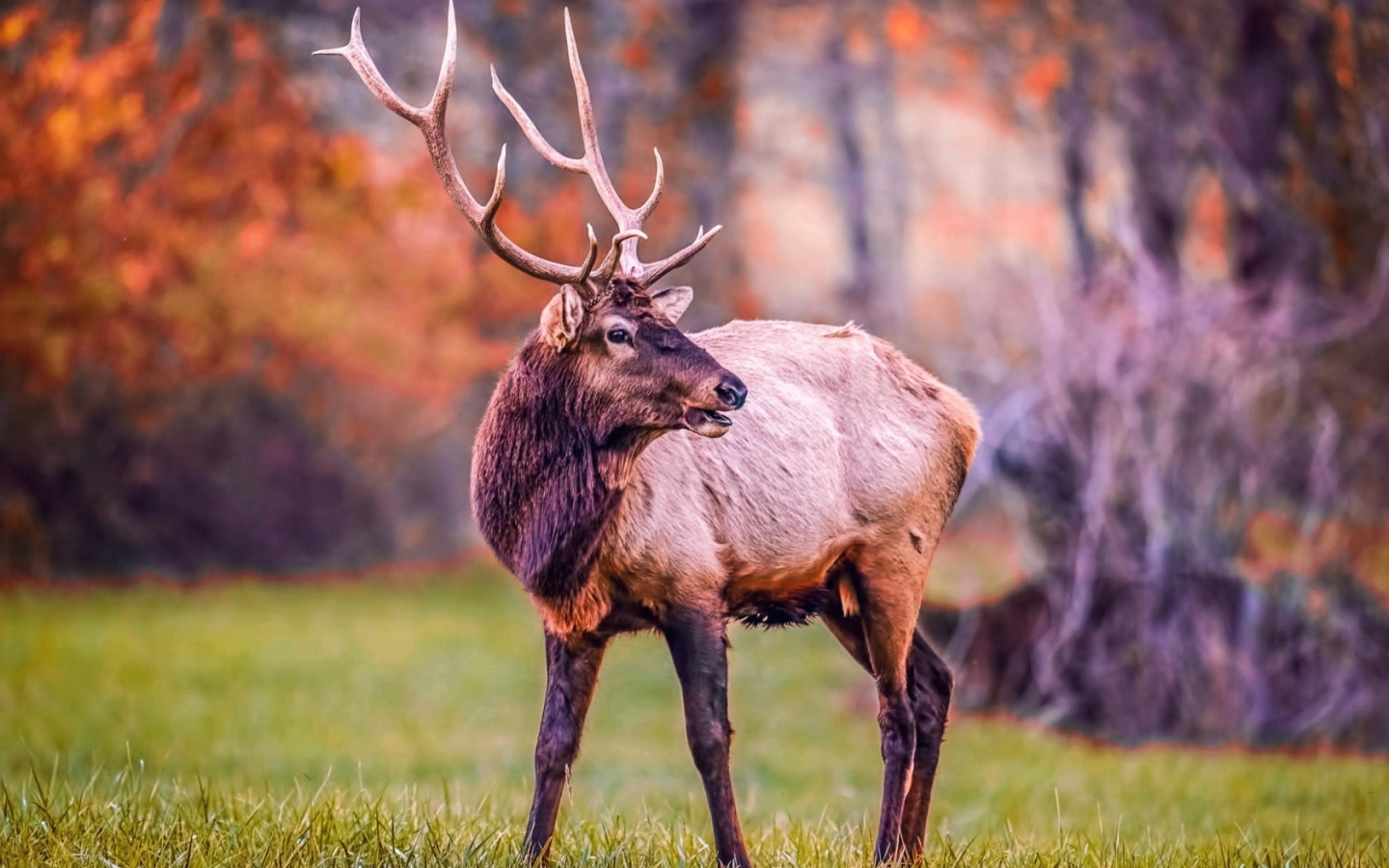 Elk Beautiful Antlers - Deer Hd , HD Wallpaper & Backgrounds