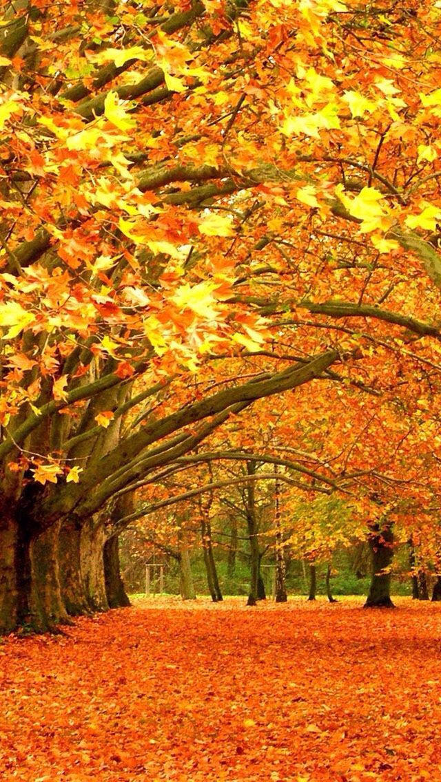 Beautiful Fall Scenery Wallpaper - Fall Wallpapers Android , HD Wallpaper & Backgrounds