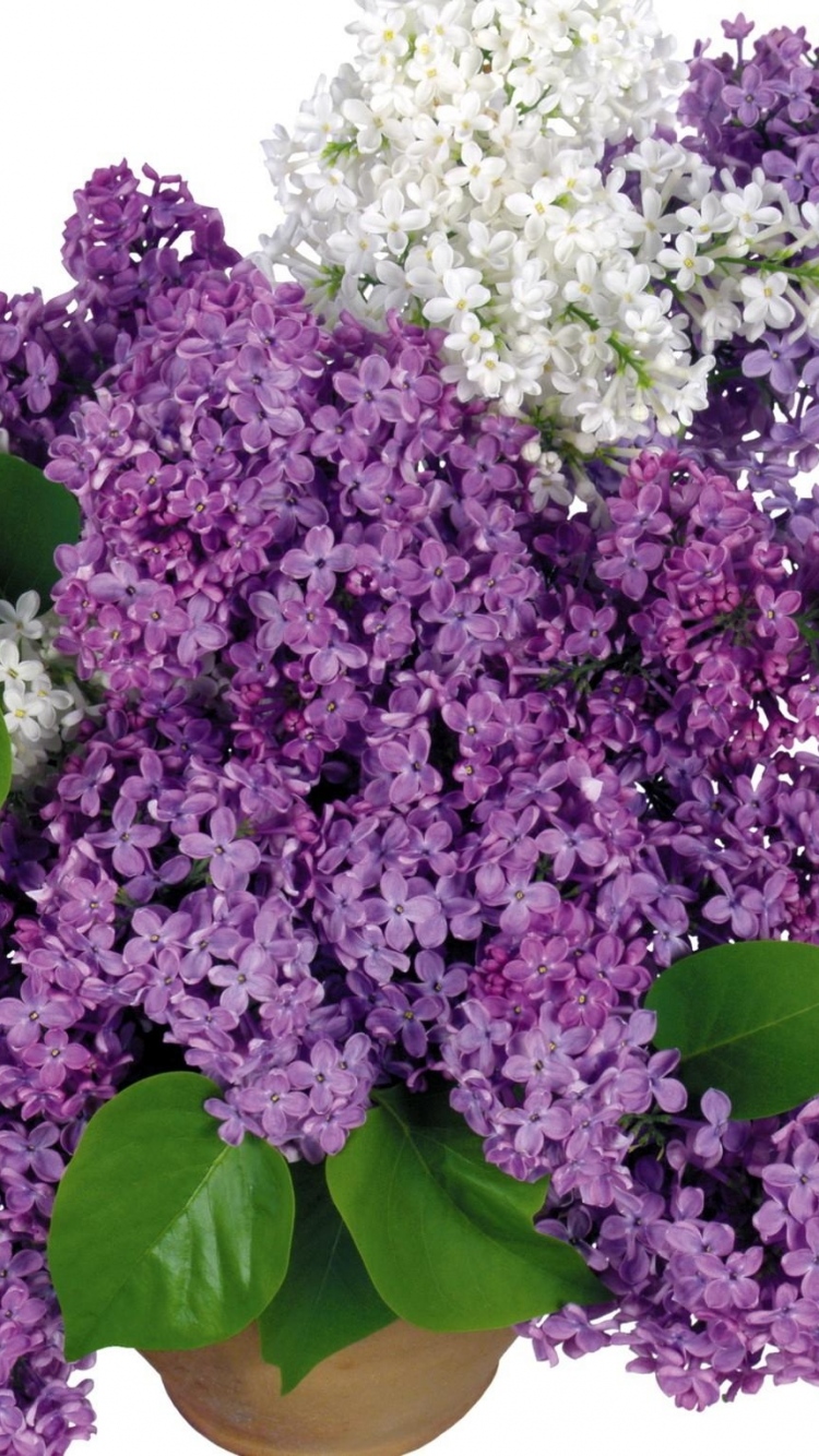 Download Wallpaper Lilacs, Bloom, Bouquet, Vase, White , HD Wallpaper & Backgrounds