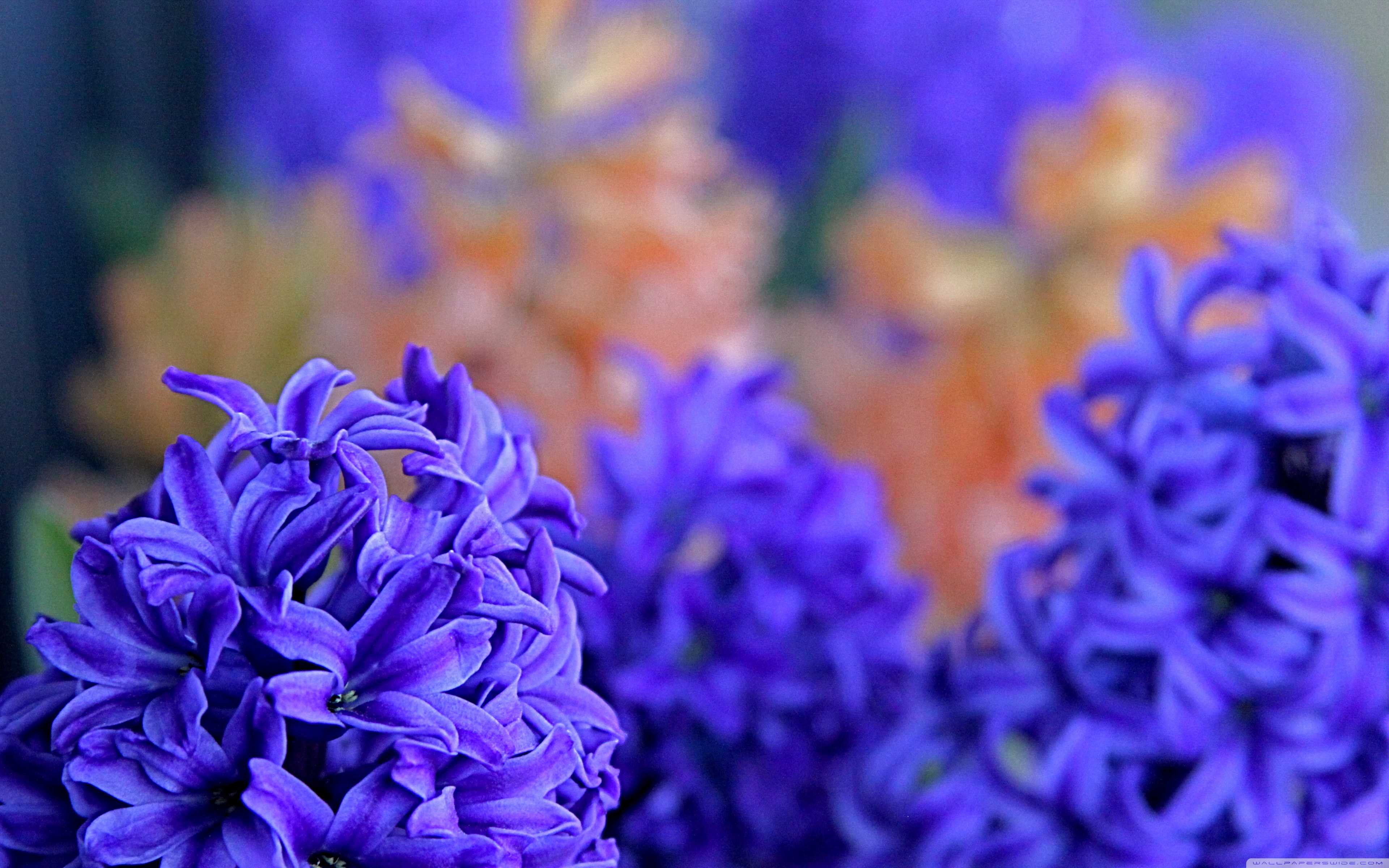 Wide - Hyacinth Desktop , HD Wallpaper & Backgrounds