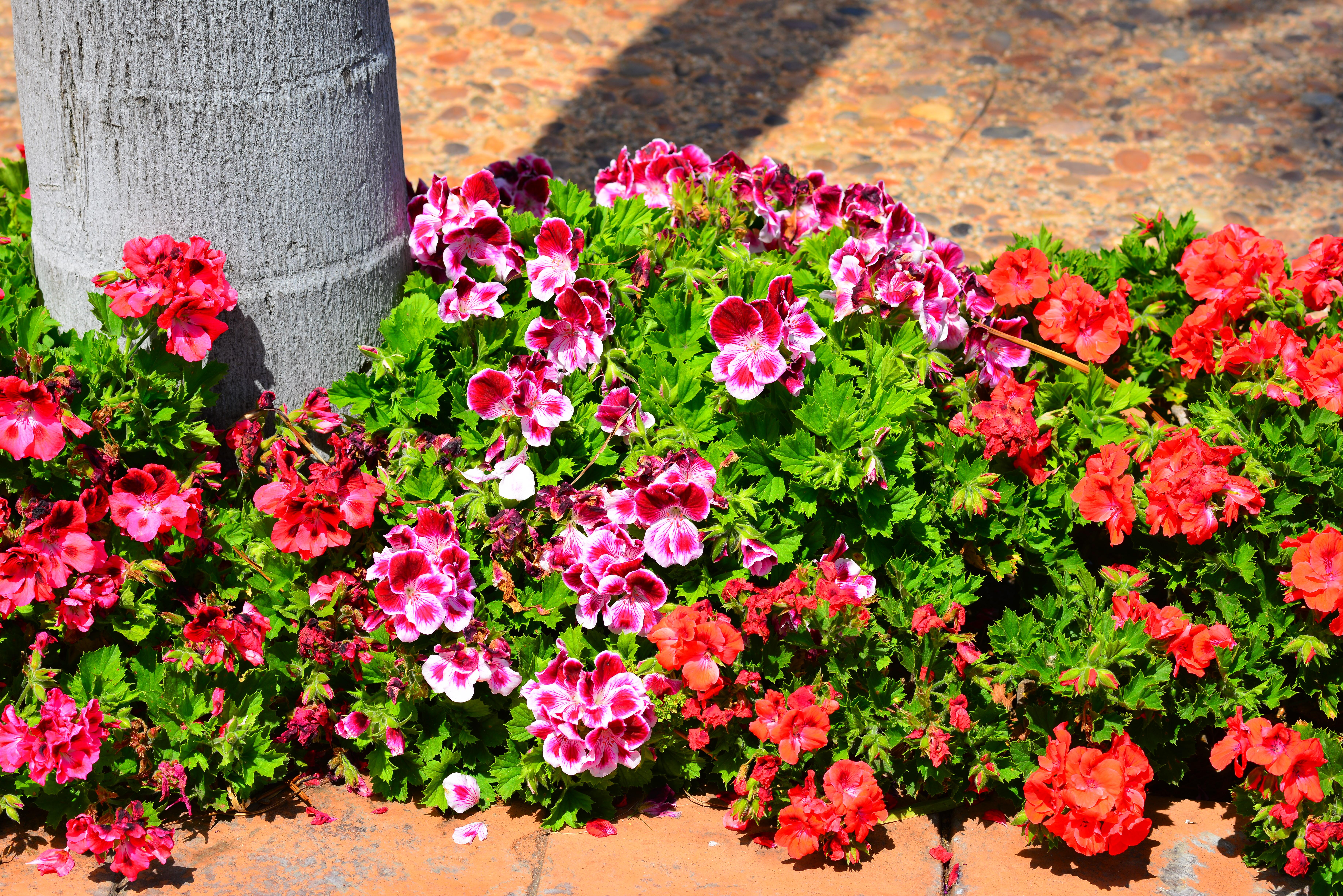 400 Pixels Wide And 150 Tall Clipart For Facebook Cover - Petunia , HD Wallpaper & Backgrounds