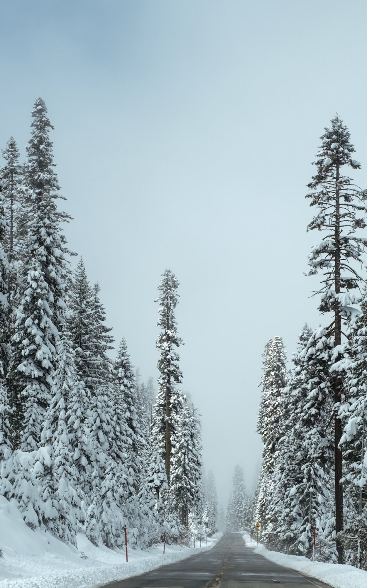 Download 10x19 Snow Road Trees Winter Wallpapers Shaver Lake Winter Hikes Hd Wallpaper Backgrounds Download