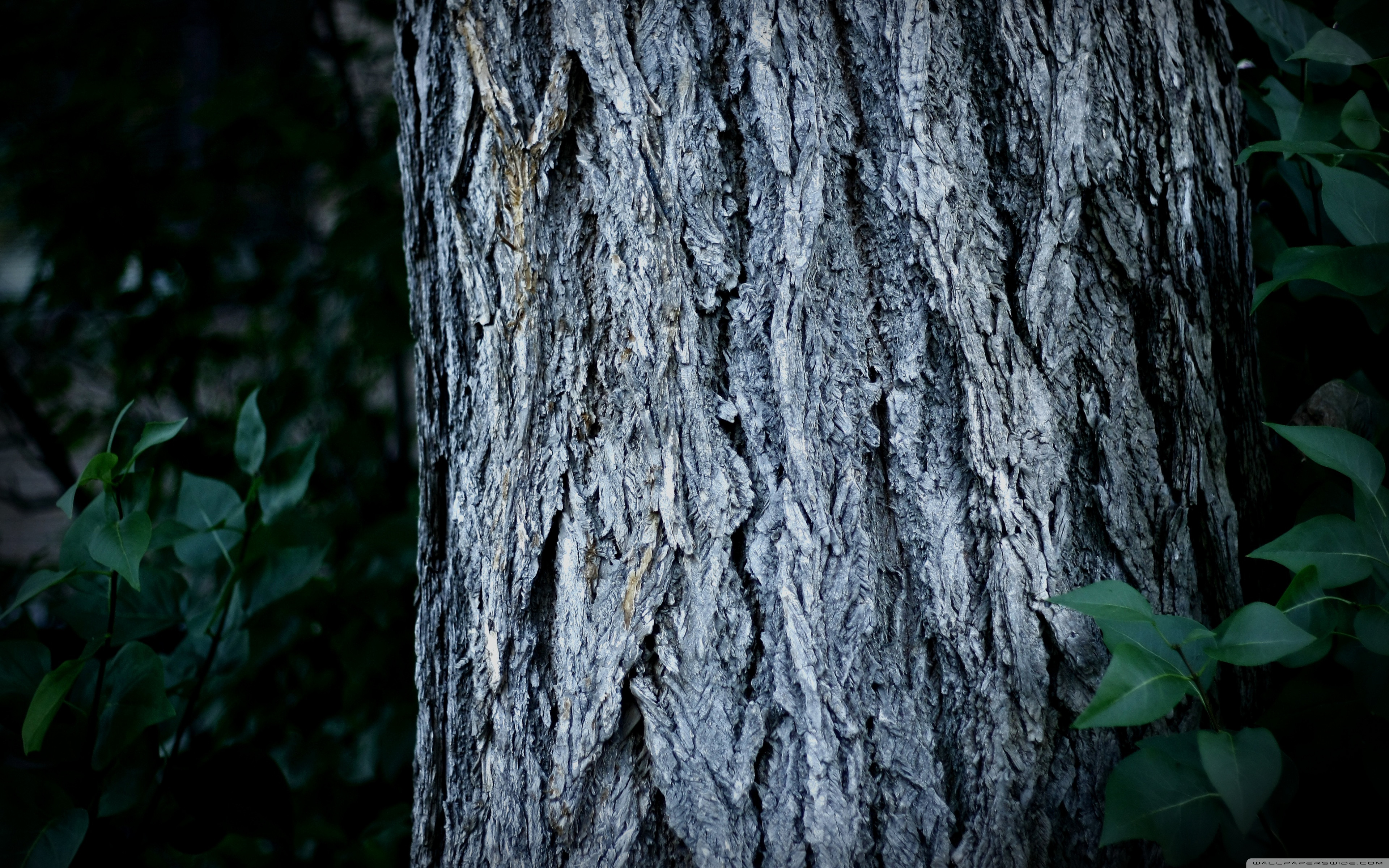 Plant Close Up Tablet Wallpapers Hd - Tree Trunk Close Up , HD Wallpaper & Backgrounds