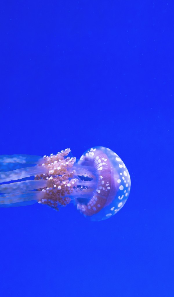 Jellyfish, Underwater, Aquarium, Blue - Marine Biology , HD Wallpaper & Backgrounds