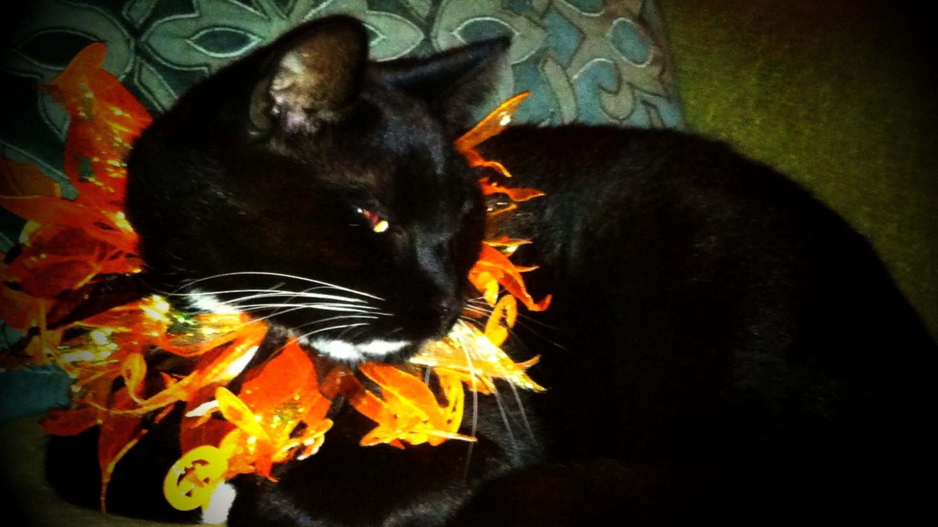 Samhain Cat Collar Black Halloween Pictures Ginger - Black Cat , HD Wallpaper & Backgrounds
