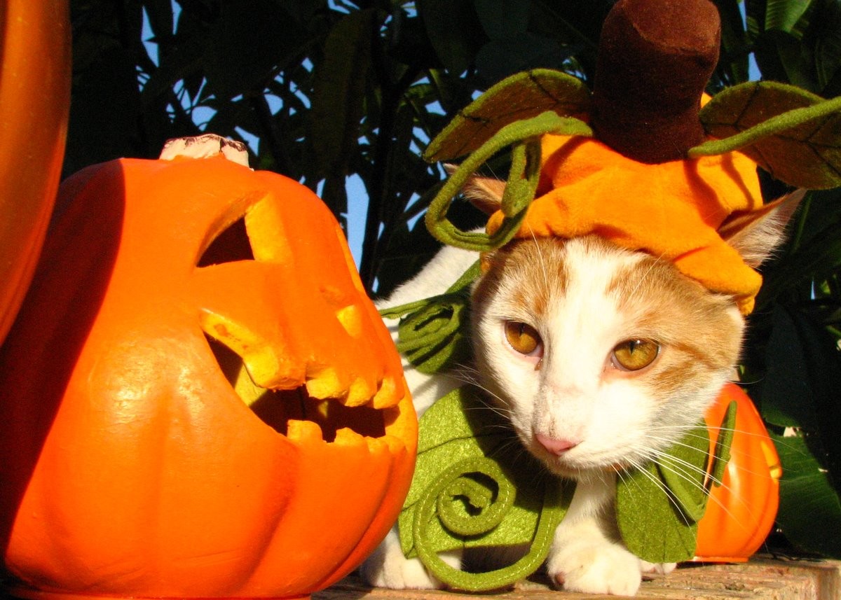 Samhain Halloween Pumpkin Cat Picture Nice - Gatos No Halloween , HD Wallpaper & Backgrounds