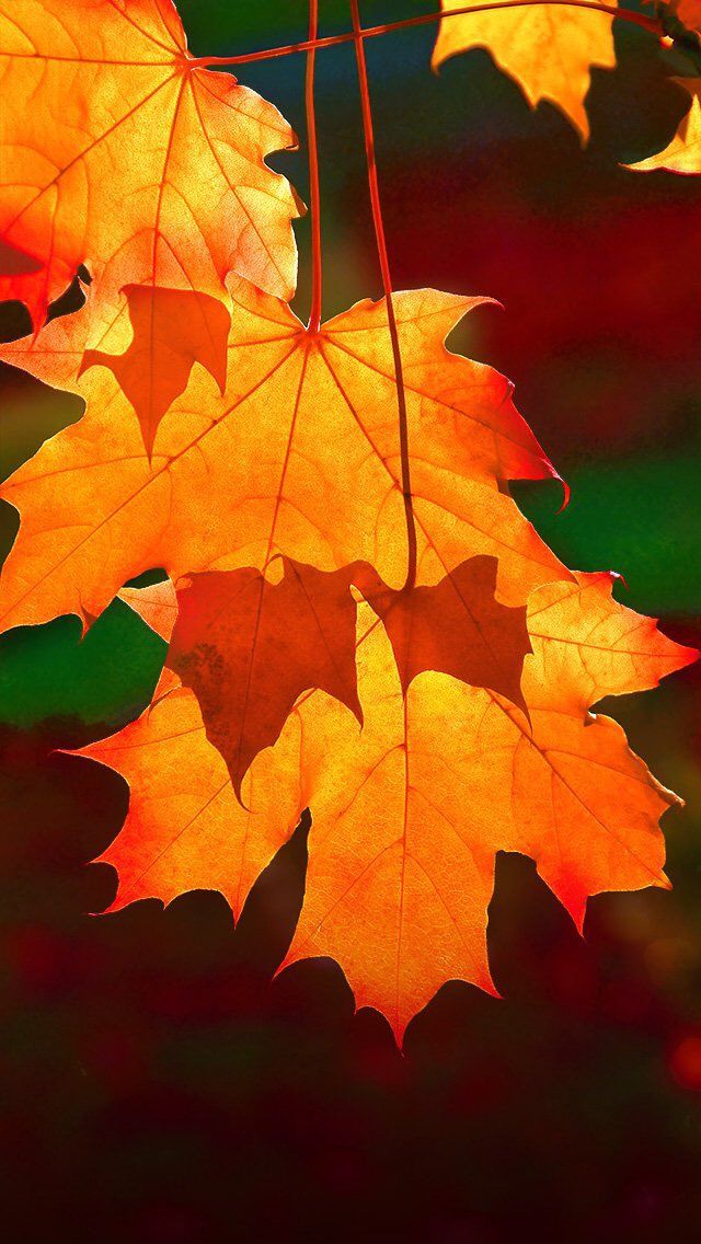 Autumn Wallpapers Gallery - Autumn Wallpaper For Phone , HD Wallpaper & Backgrounds