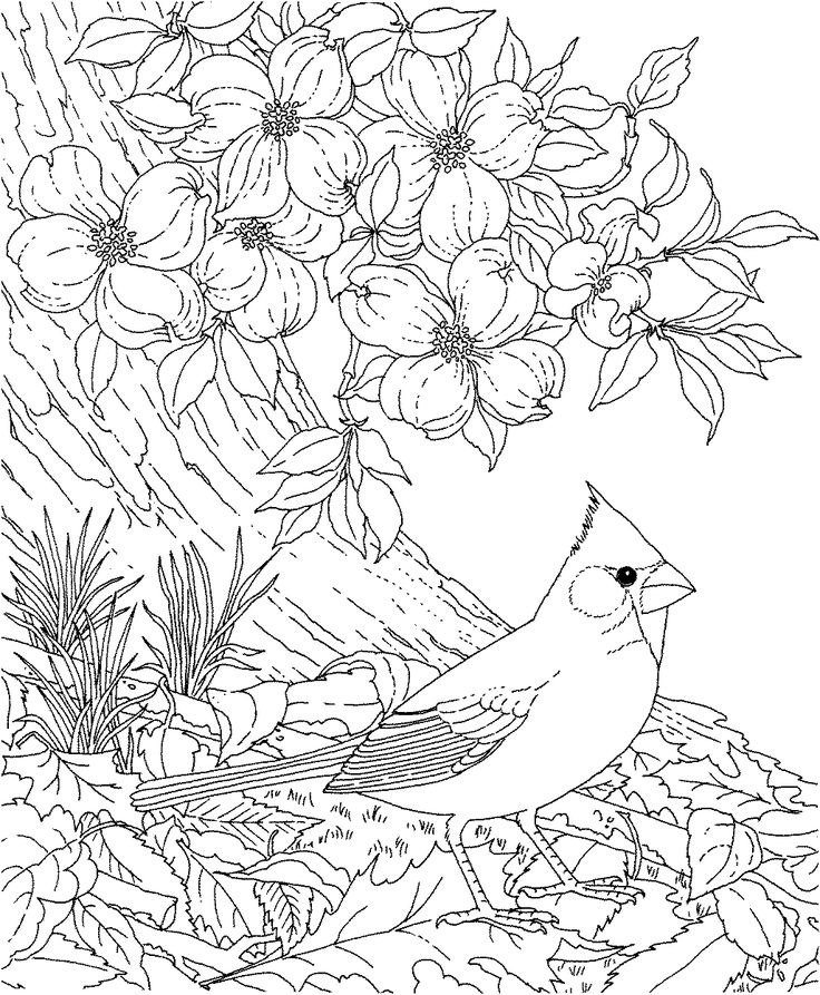 Free Printable Coloring Page North Carolina State Bird - Cherry Blossom Trees Coloring Page , HD Wallpaper & Backgrounds