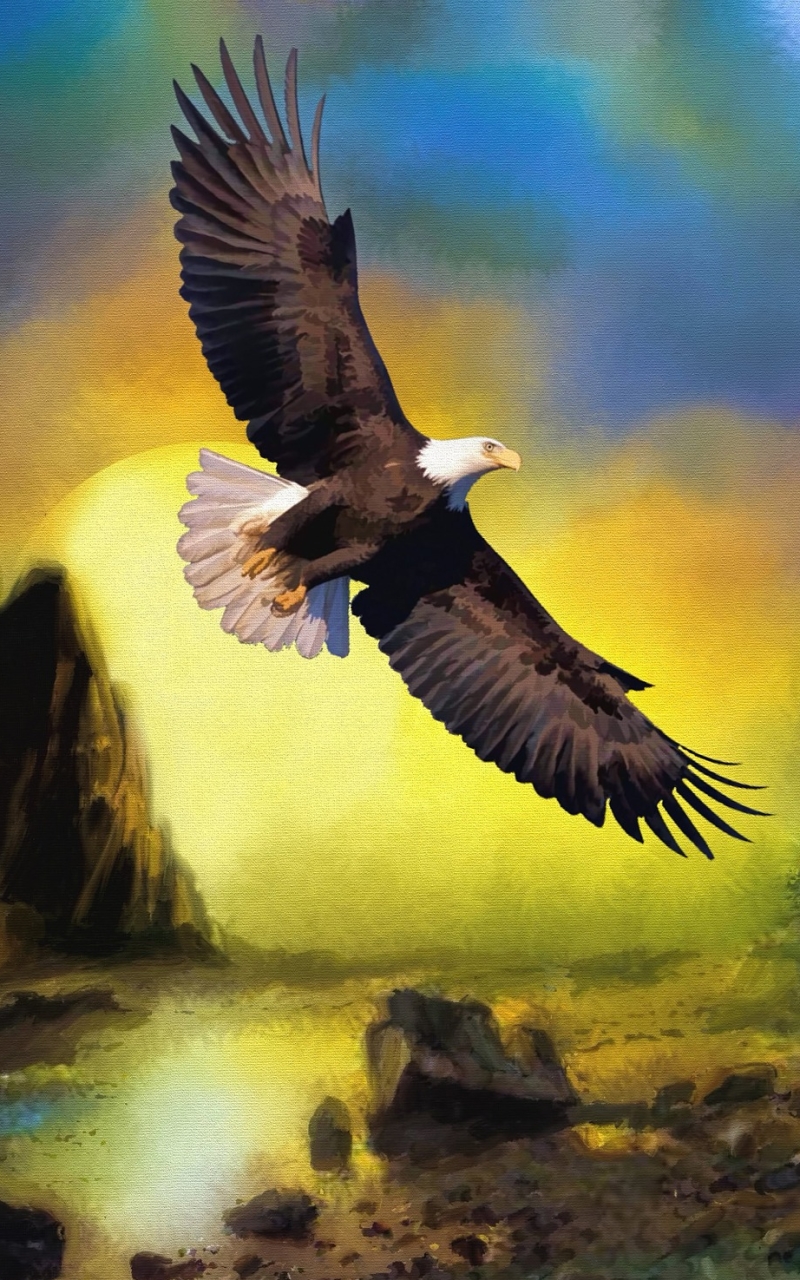 Animal / Bald Eagle Mobile Wallpaper - Eagle Wallpaper For Mobile , HD Wallpaper & Backgrounds