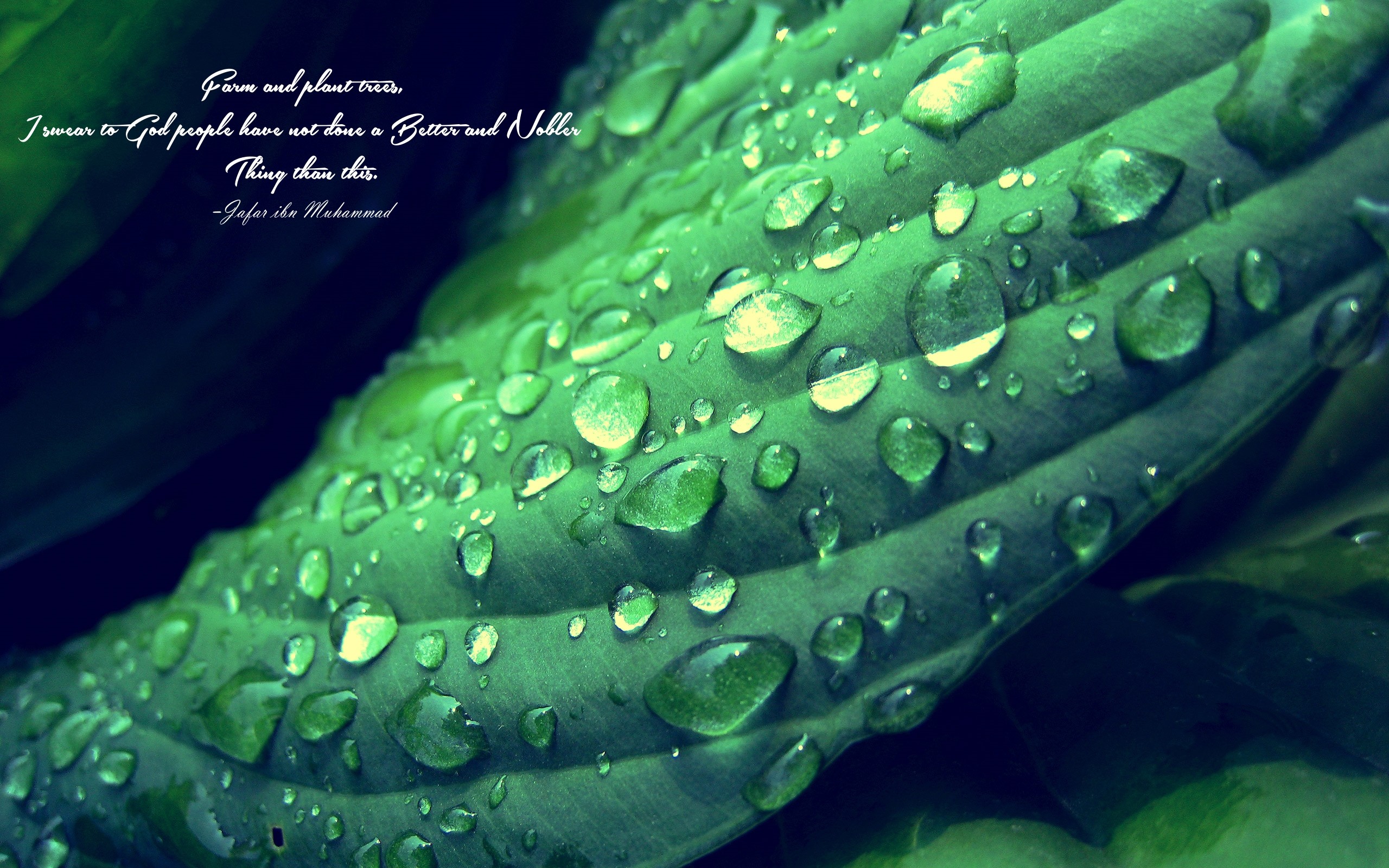 Jafar Ibn Muhammad, Islam, Imam, Green, Depth Of Field, - Quotes On Water Droplets On Leaves , HD Wallpaper & Backgrounds
