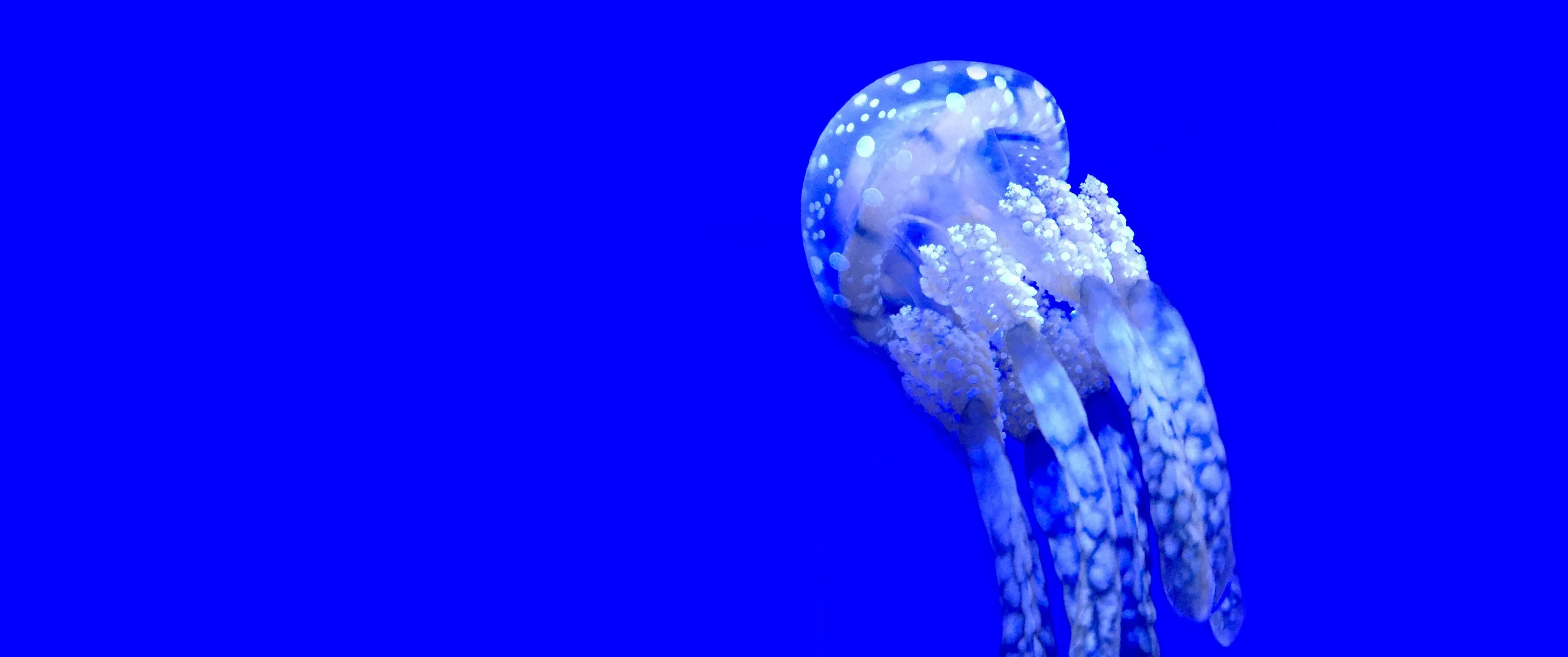 Deep Blue - Jellyfish , HD Wallpaper & Backgrounds