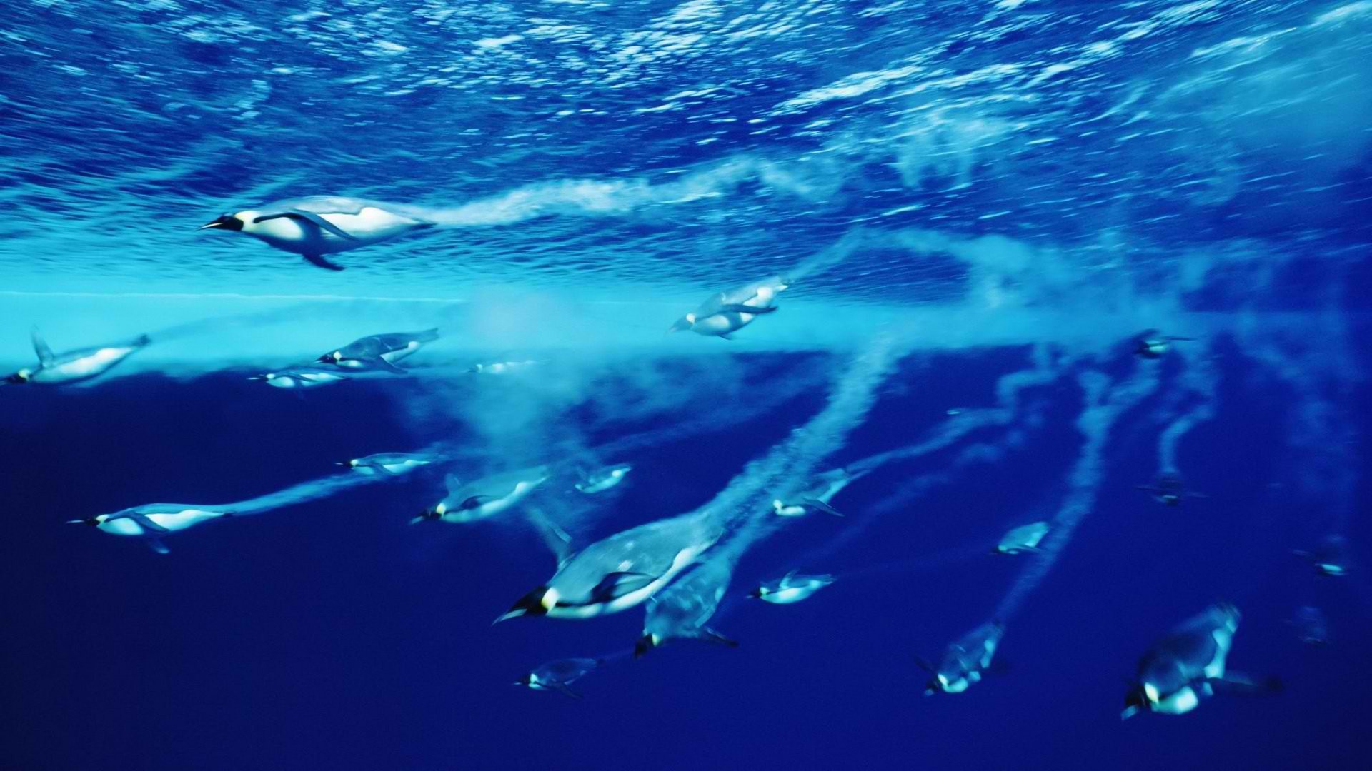 Diving Penguins Deep Blue Water Wallpaper - Penguins In Water , HD Wallpaper & Backgrounds