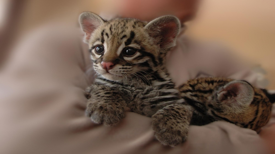 Baby Tsushima Leopard Cat , HD Wallpaper & Backgrounds