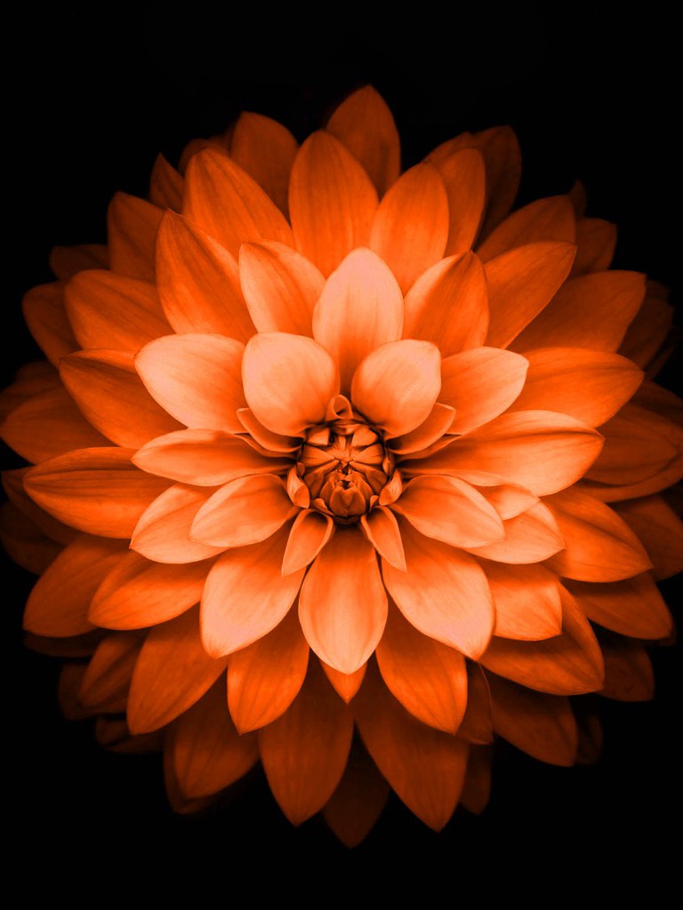 Iphone 6 Plus Orange Lotus Flower Retina Wallpaper - Black And White Flower , HD Wallpaper & Backgrounds