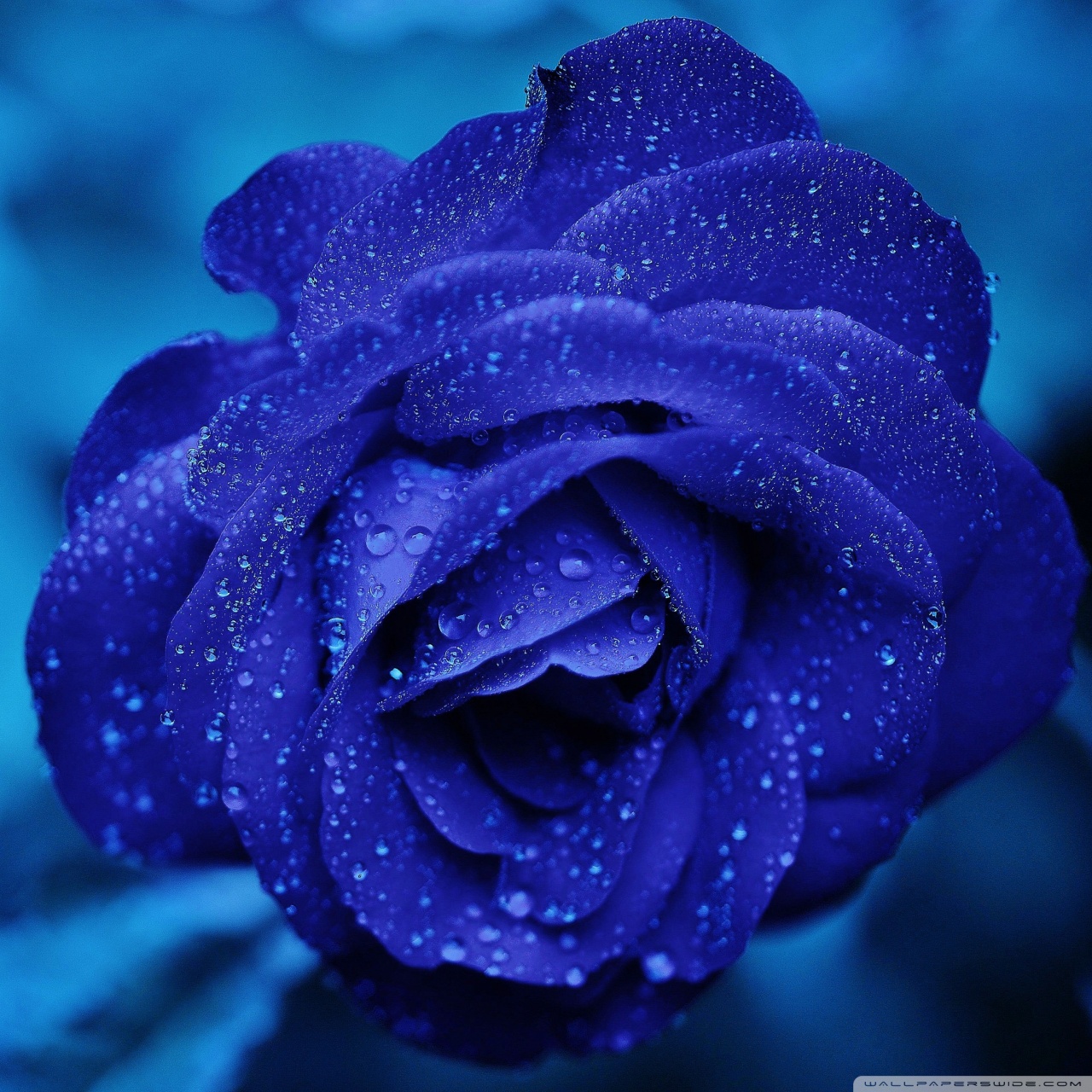 Tablet 1 - - Rain On Blue Flower , HD Wallpaper & Backgrounds