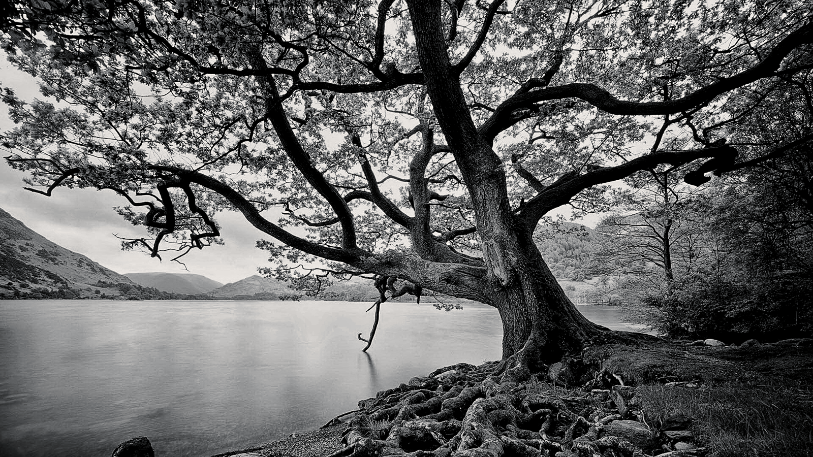 Tree Black And White Wallpaper Wide - Beautiful Tree , HD Wallpaper & Backgrounds