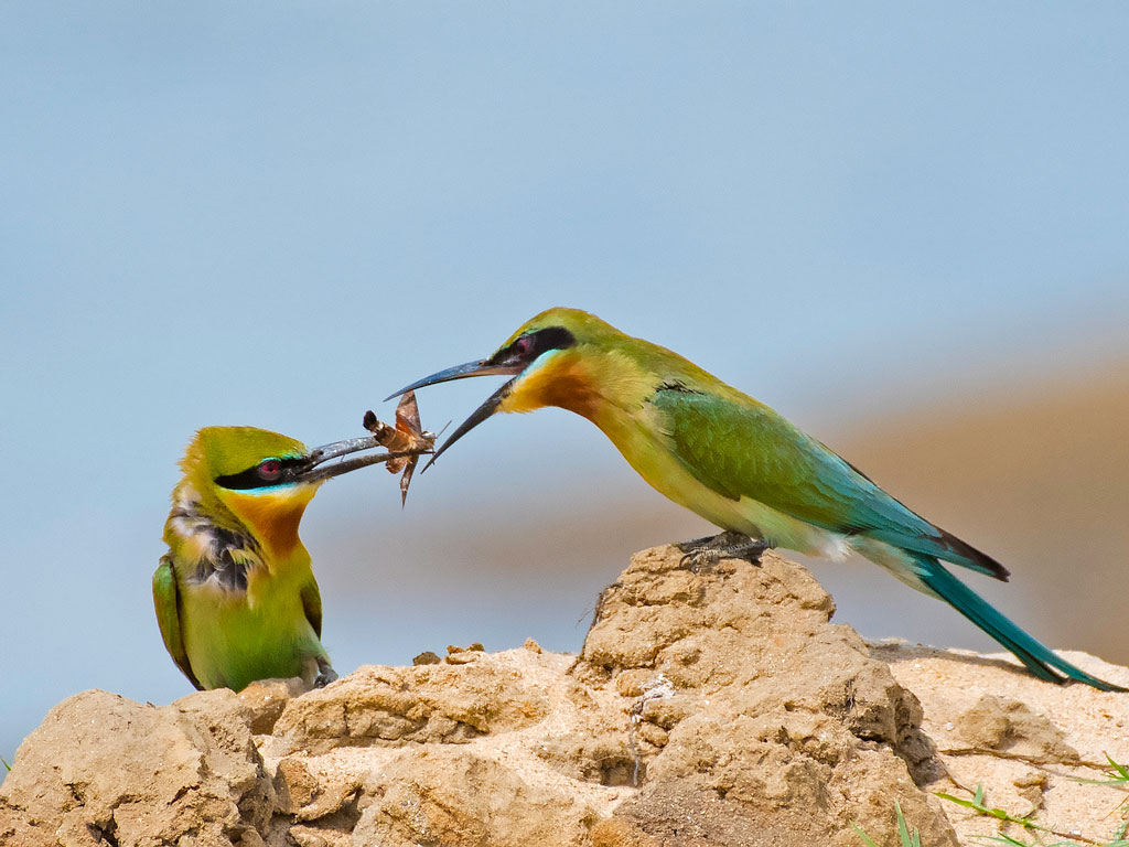 The Bluetailed Bee Eaters Caught In Action At The Damodar - Bee Eater , HD Wallpaper & Backgrounds