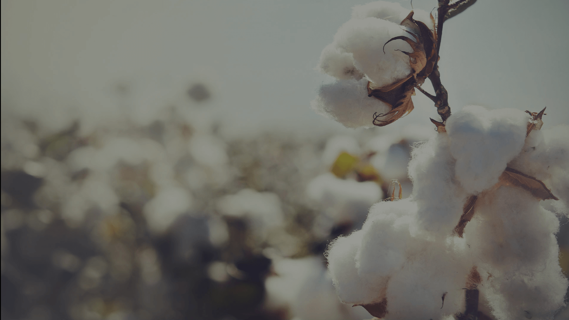 Suraj Cotton Mills Ltd Is A Pioneer In The Introduction - Crop Cotton , HD Wallpaper & Backgrounds