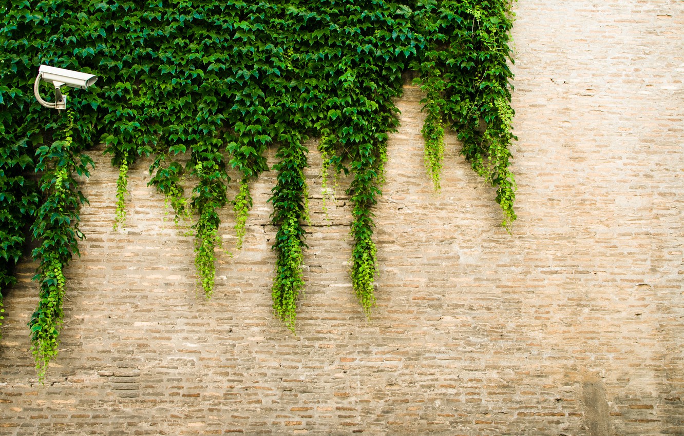 Photo Wallpaper Greens, Leaves, The City, Wall, Street, - Brick Wall Green , HD Wallpaper & Backgrounds
