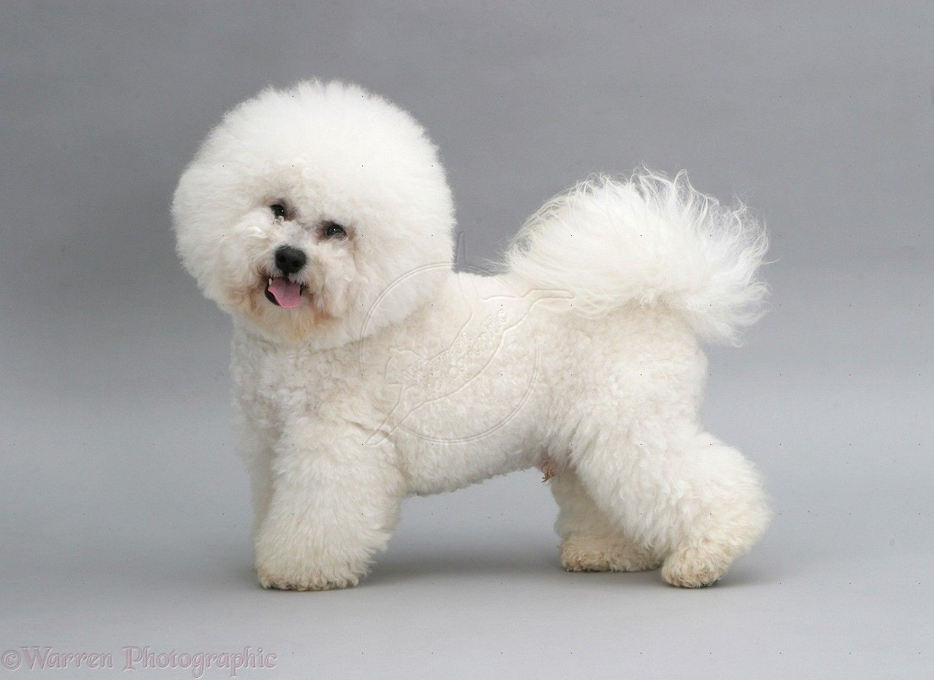 Bichon Frise Wallpapers - Bichon Frise Pics Free , HD Wallpaper & Backgrounds