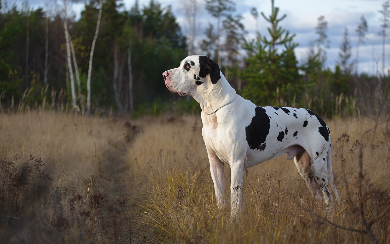 Great Dane Harlequin Hd , HD Wallpaper & Backgrounds