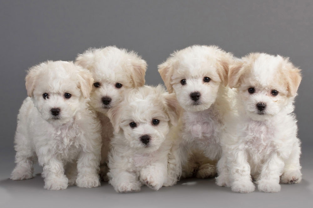 Bichon Frise , HD Wallpaper & Backgrounds