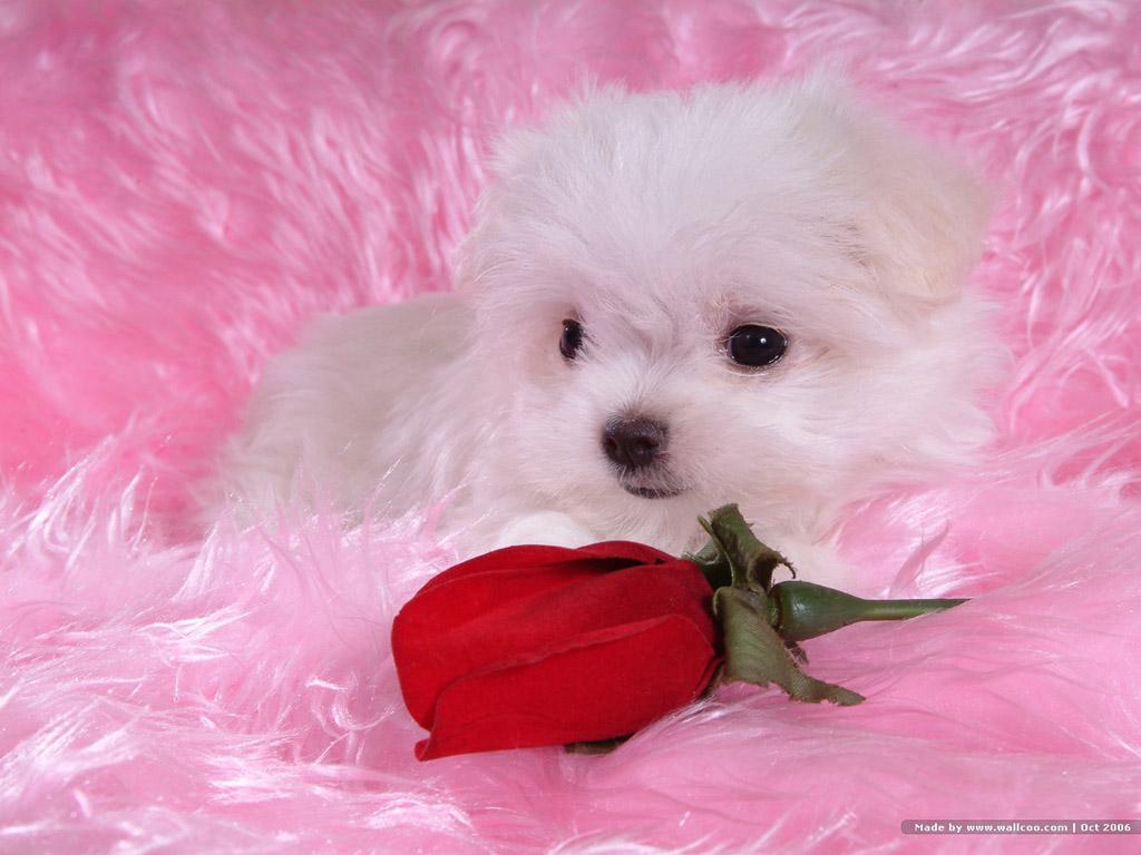 Bichon Frises Images Beautiful Bichon Hd Wallpaper - Baby Dogs , HD Wallpaper & Backgrounds