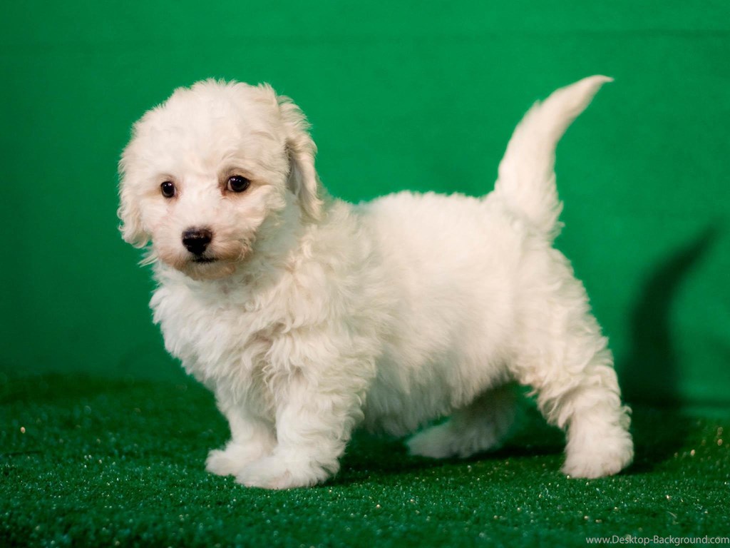 Puppy Bichon Frise On A Green Backgrounds Wallpapers - Порода Собаки Бишон Фризе , HD Wallpaper & Backgrounds