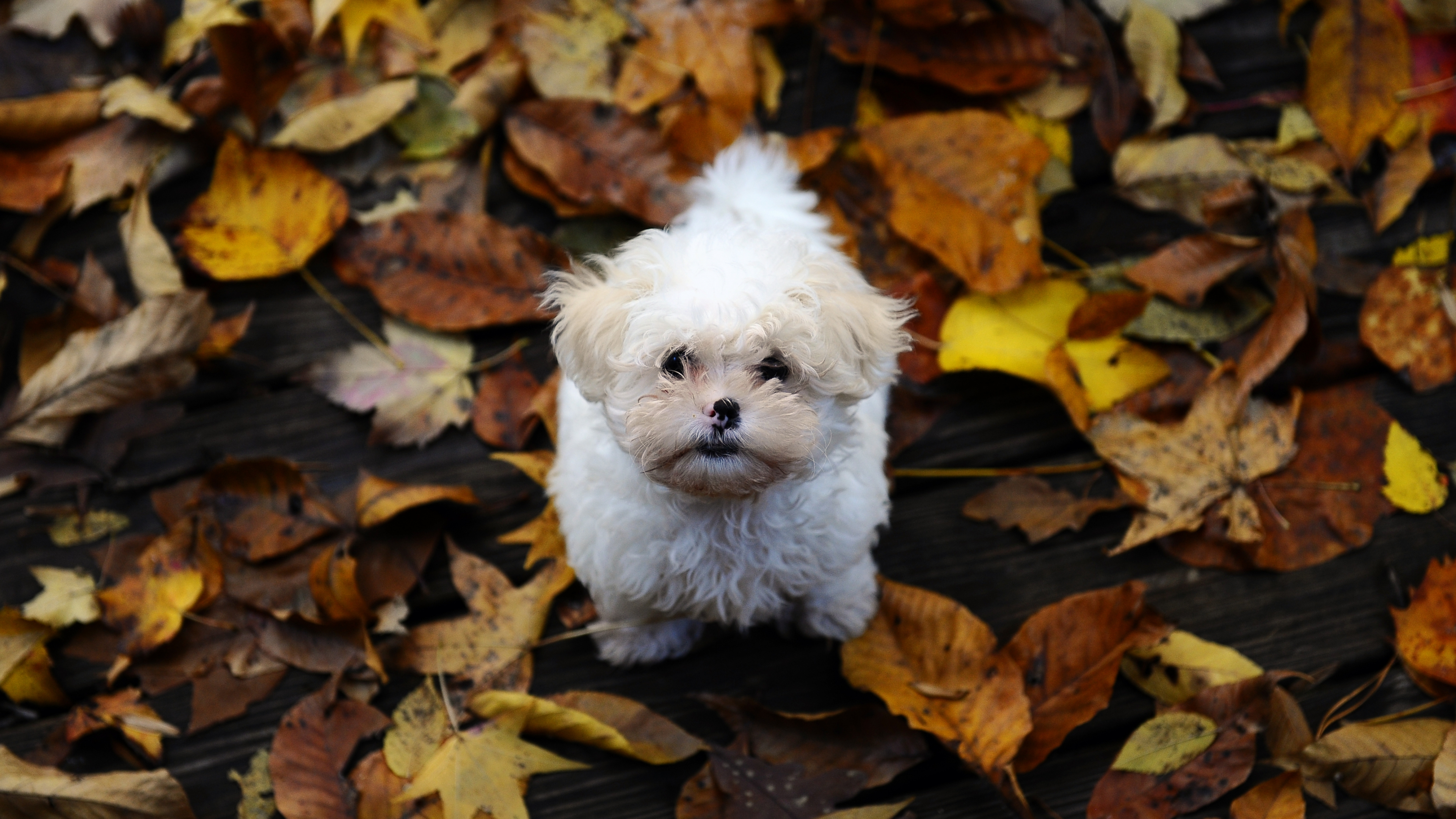 Havanese, Dog Breed, Bichon Frise, Bolognese Dog, Leaves - Красивые Картинки Золотая Осень , HD Wallpaper & Backgrounds