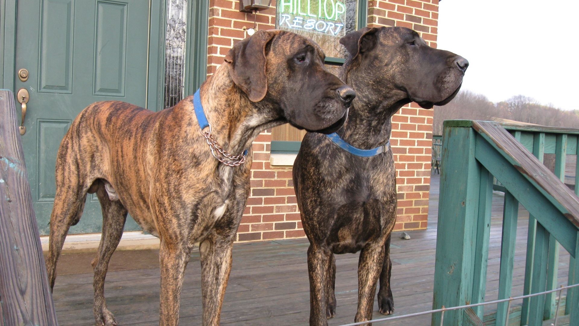 Great Dane Dog Wallpapers - Treeing Tennessee Brindle , HD Wallpaper & Backgrounds
