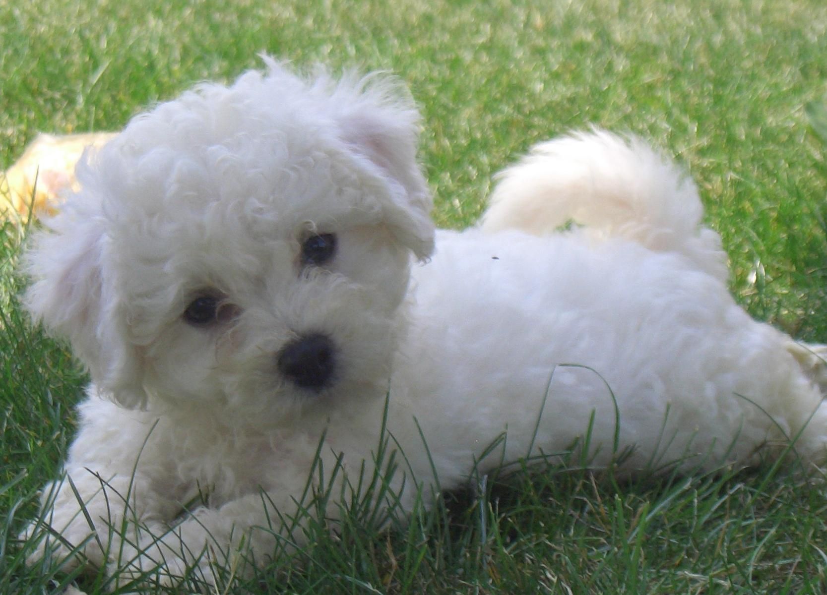 Bishon Frise Puppy - Miniature Bichon Frise , HD Wallpaper & Backgrounds