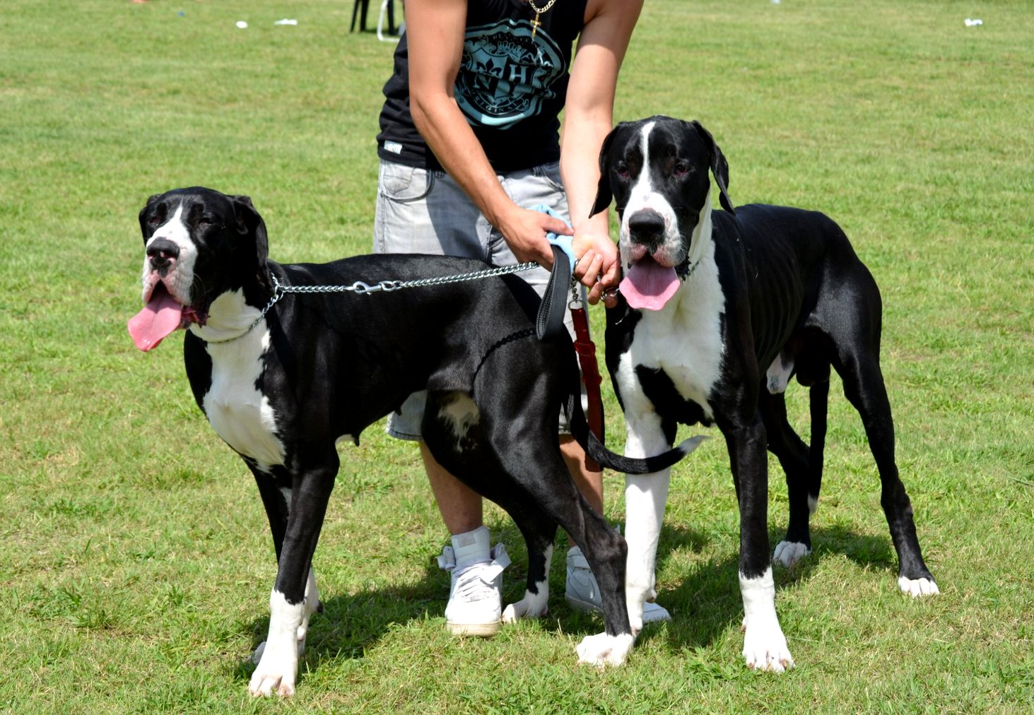 Black Great Dane Puppies - Great Dane Black White , HD Wallpaper & Backgrounds