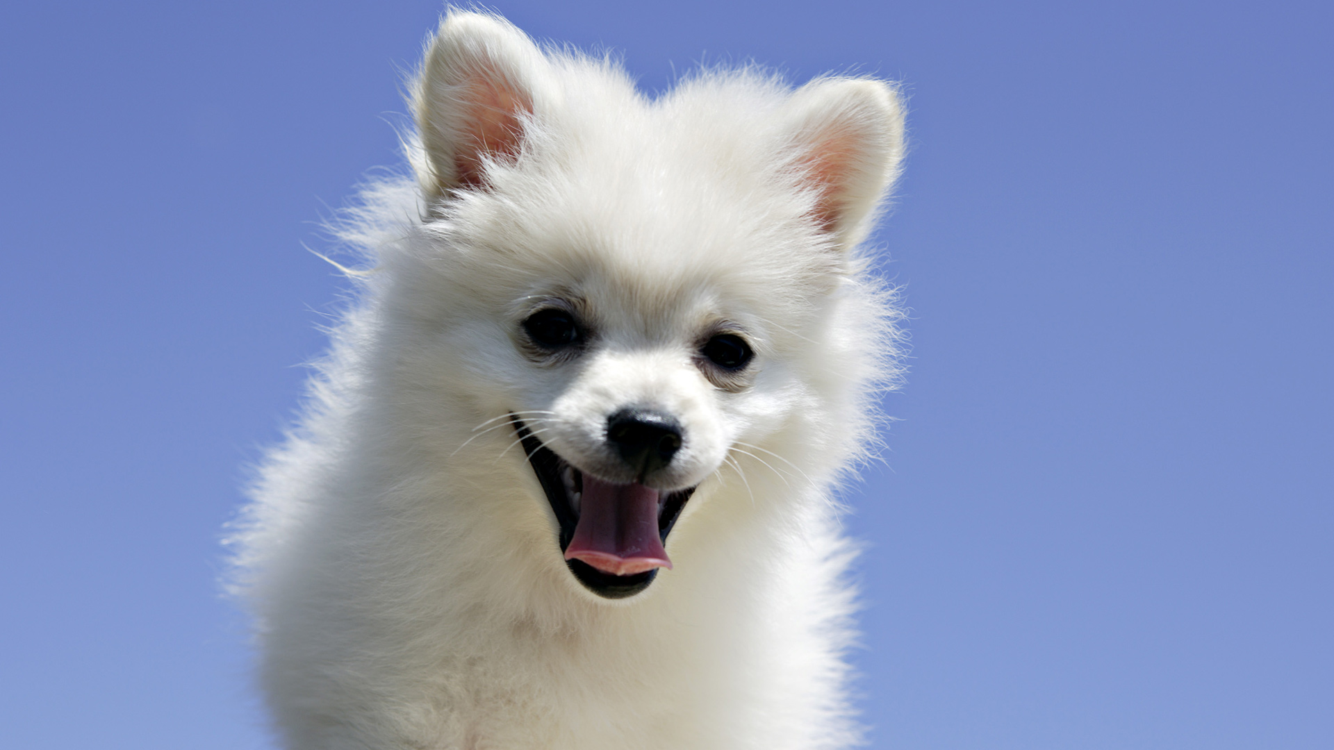 Related Pictures Bichon Frise Puppy Wallpaper Car 1920x1080px - Cute Puppy , HD Wallpaper & Backgrounds