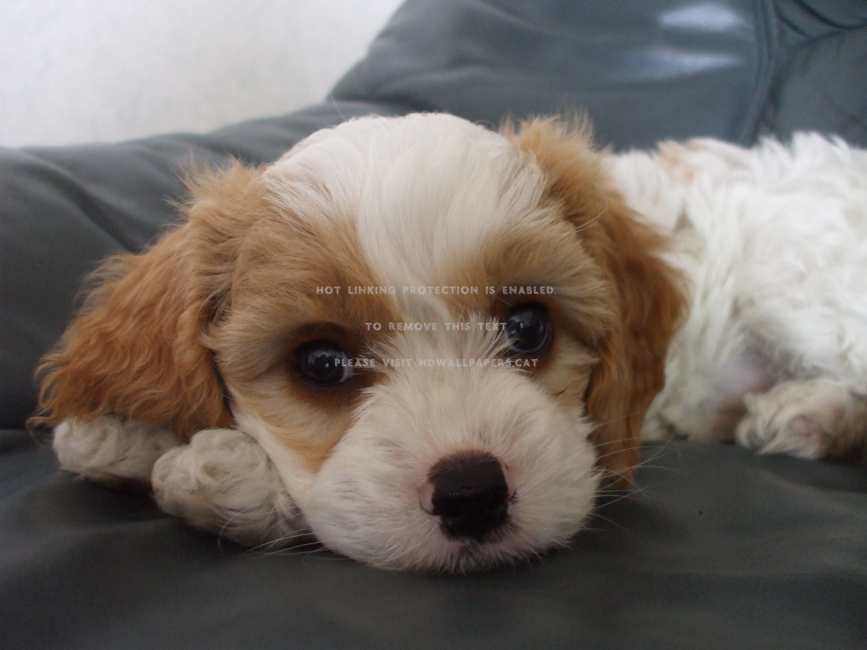 cavalier x bichon frise