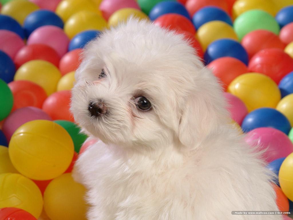 Bichon Frises Images Beautiful Bichon Hd Wallpaper - Dünyanın En Küçük Süs Köpekleri , HD Wallpaper & Backgrounds