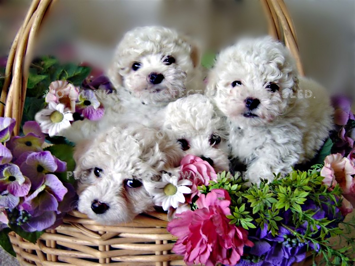 Pets In A Basket , HD Wallpaper & Backgrounds