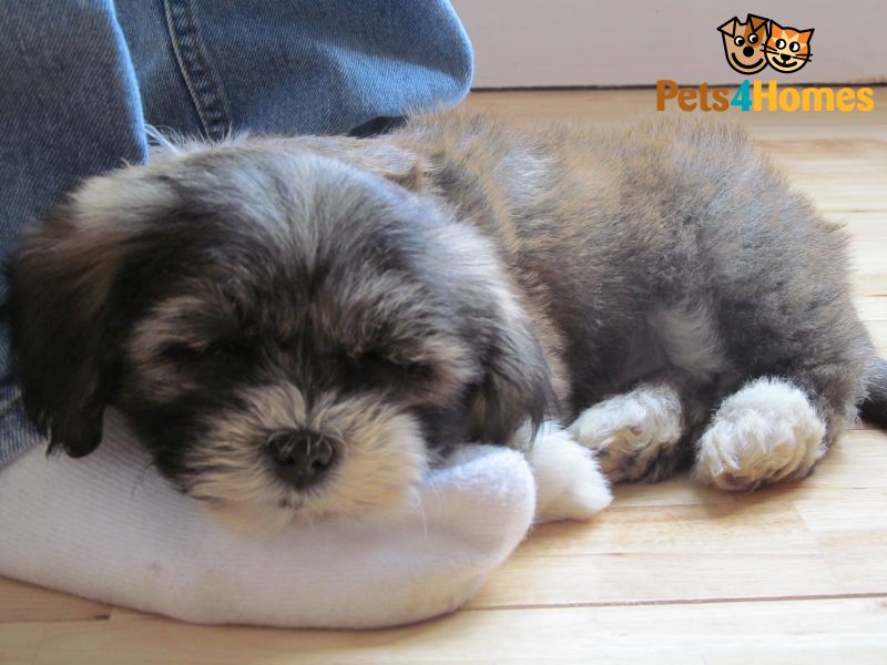 Bichon Frise X Shih Tzu Puppy 9 Weeks - Pet , HD Wallpaper & Backgrounds