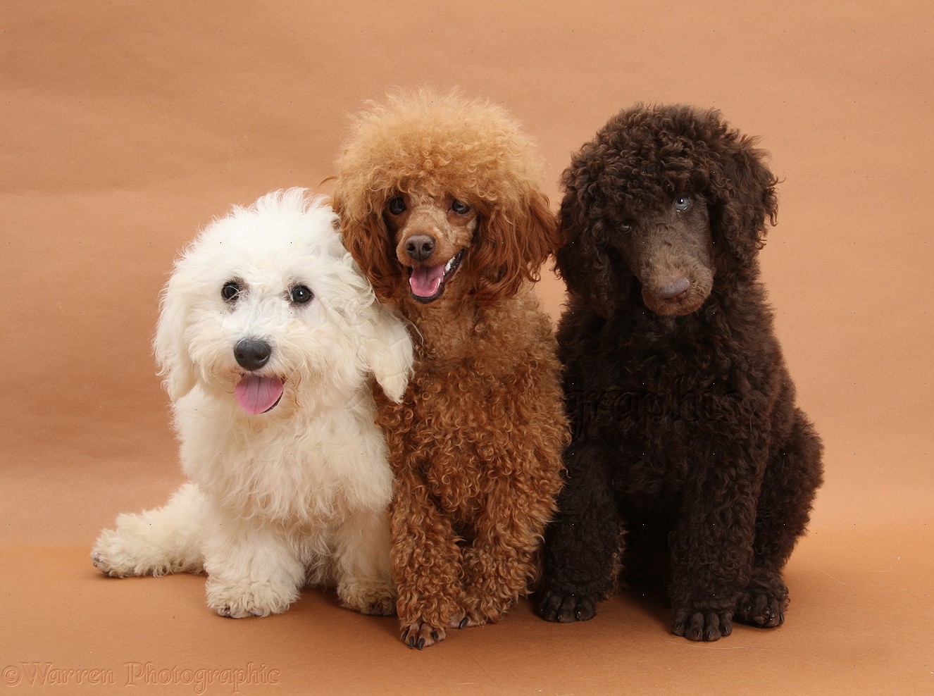 Wp21414 Chocolate Standard Poodle Pup, Tara, 8 Weeks - Brown Bichon Frise Adult , HD Wallpaper & Backgrounds