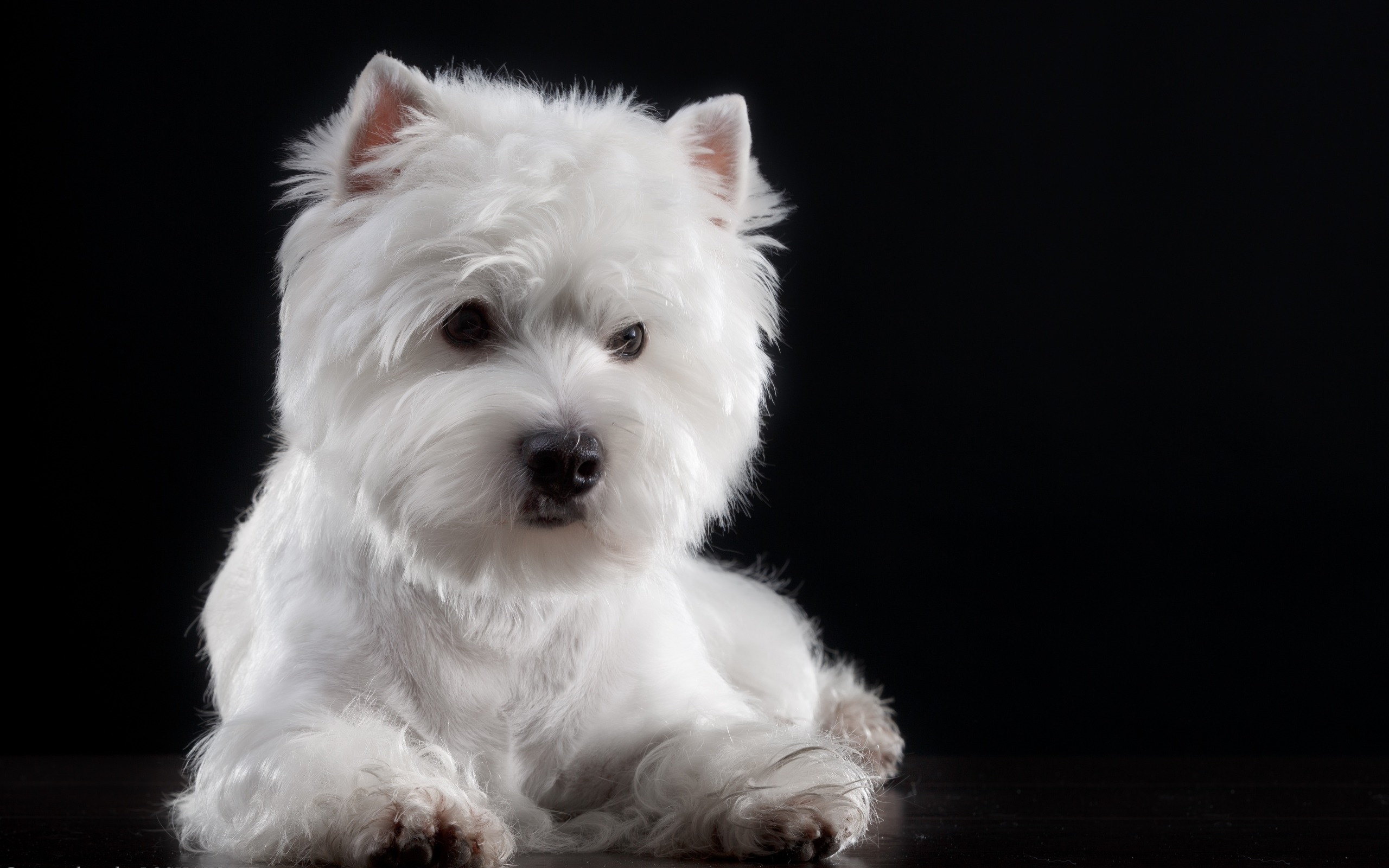 Bichon Frise, French Small Dog, White Curly Dog, Pets, - Bichon Frise Pieni Valkoinen Koira , HD Wallpaper & Backgrounds