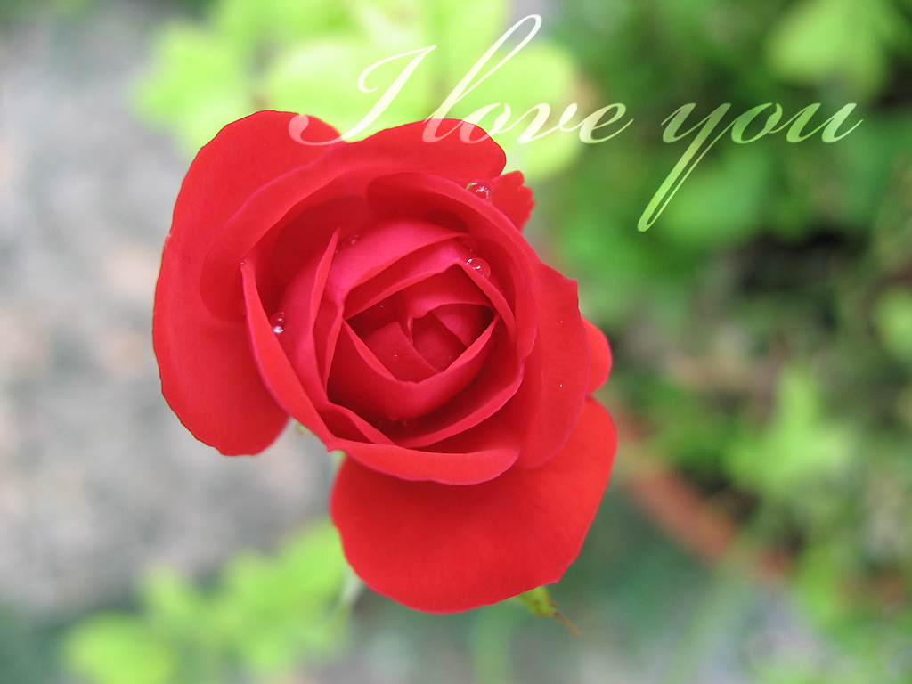 Created With Raphaã«l - Rose I Love You , HD Wallpaper & Backgrounds