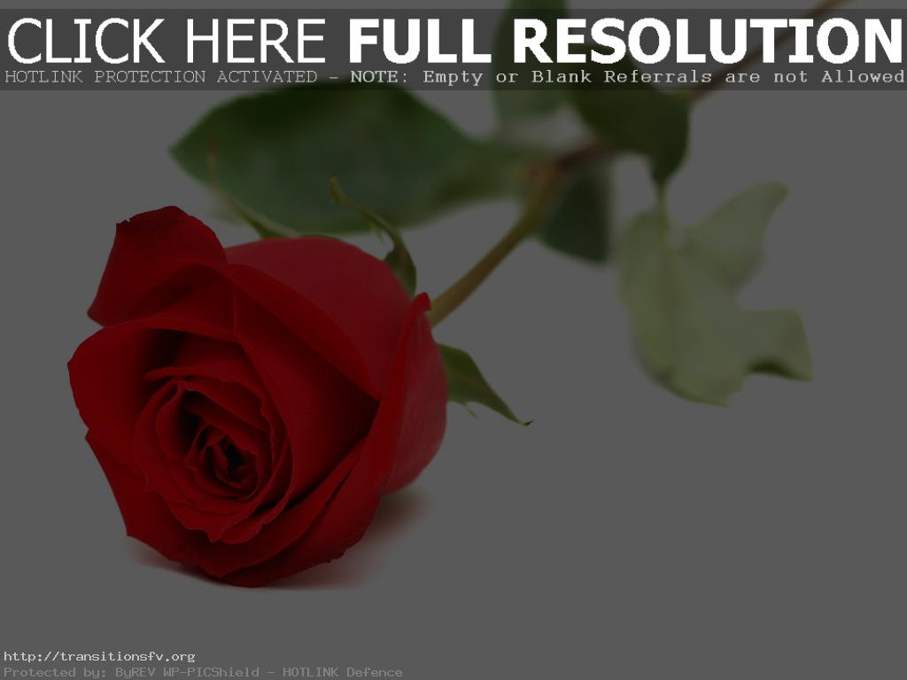 Flowers Rose Wallpaper I Love You Imageweb Info Rose - Warren Street Tube Station , HD Wallpaper & Backgrounds