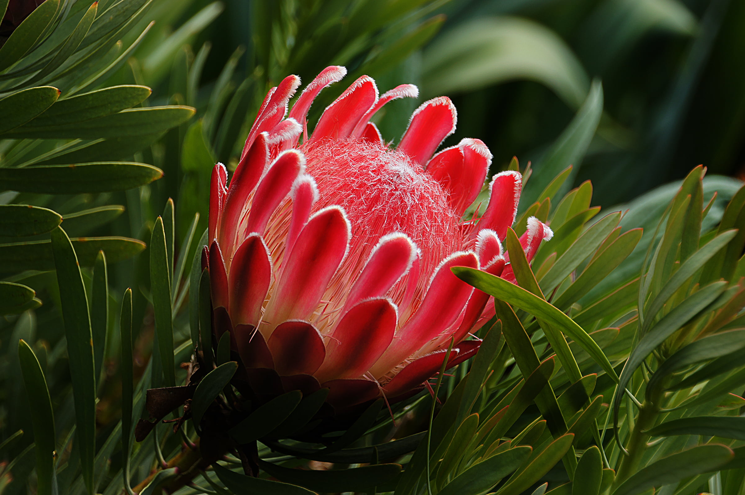 Red Petaled Flower Near Green Grasses, Proteas Hd Wallpaper - Proteas Hd , HD Wallpaper & Backgrounds