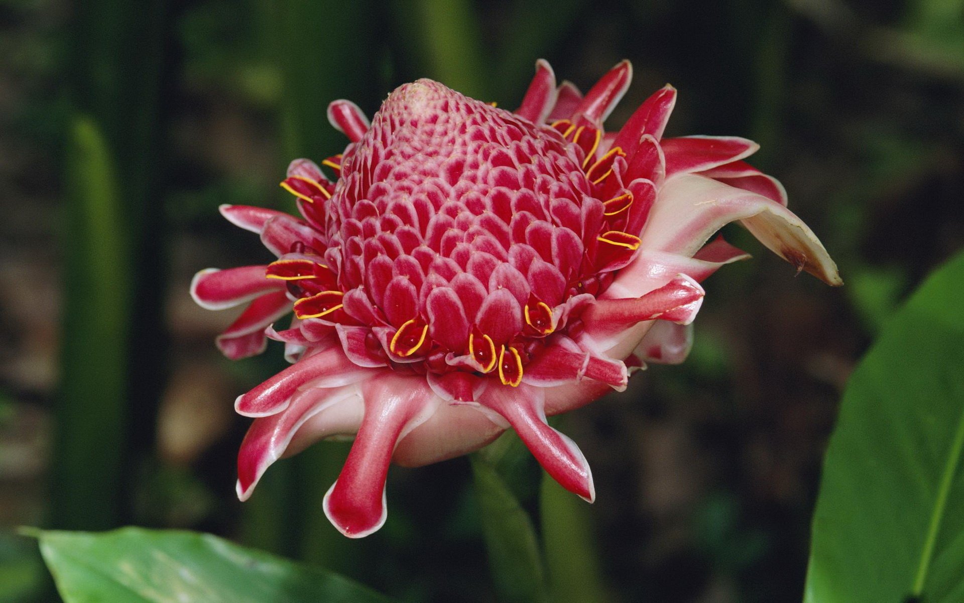 Protea - Ginger Flower Singapore , HD Wallpaper & Backgrounds